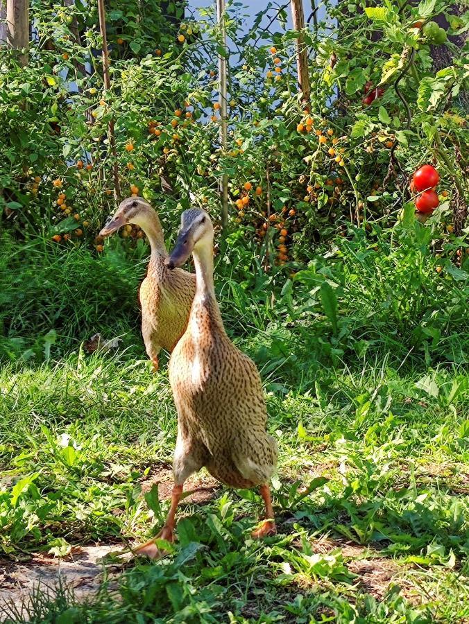 Modernes Am Park Mit Garten, Huehner & Enten Accommodatie bij particulieren *